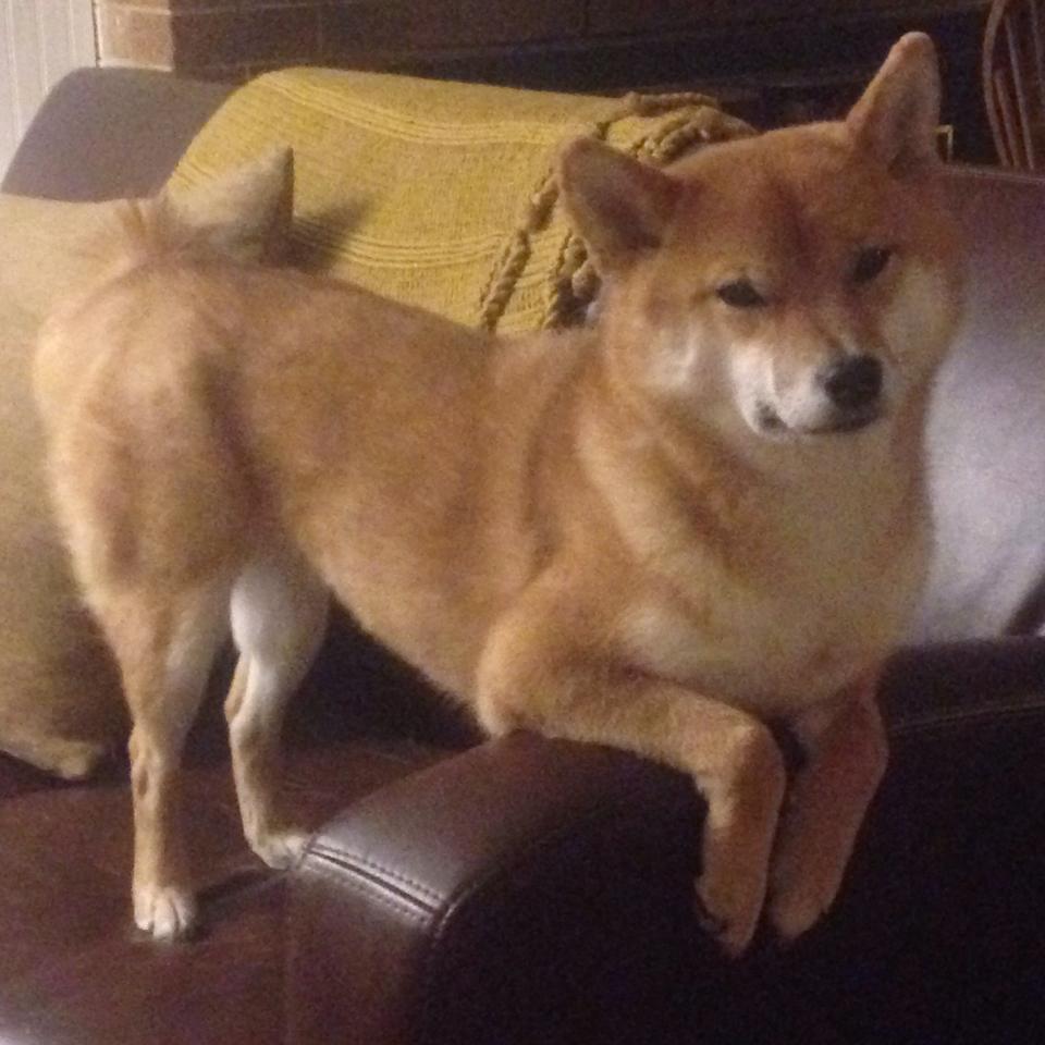 绝世倒钩与钢铁之躯，富安健洋冠军级表现护佑威尔士打穿尼斯铁壁